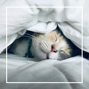 7. Программа Выходные на семи холмах